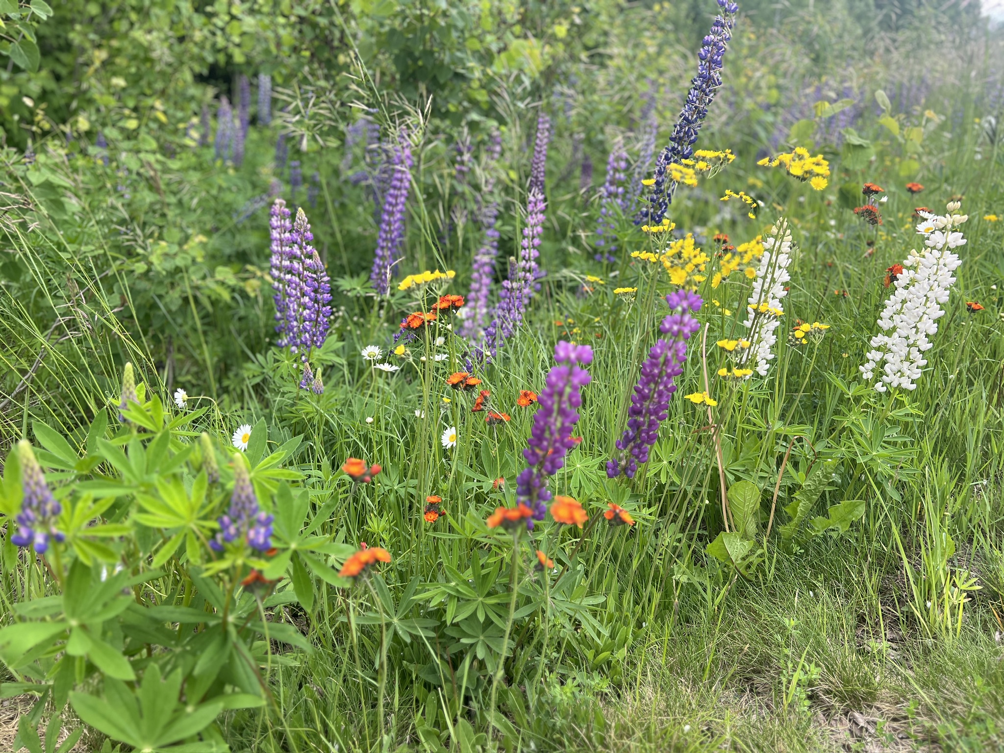 Wildflowers growing in a northern Minnesota meadow.